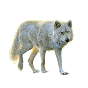 Wolf PNG-23217